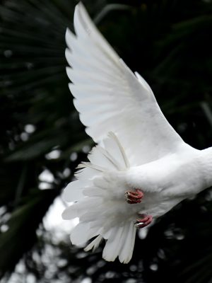 broderie diamant Un oiseau blanc volant dans les airs