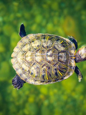 broderie diamant Une tortue nageant dans l'eau