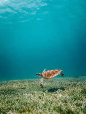 broderie diamant Une tortue nageant dans l'eau