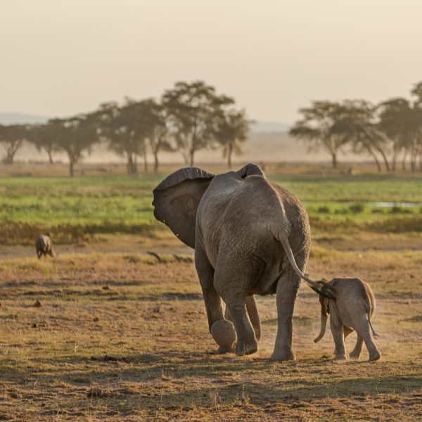 broderie diamant Un éléphant et un éléphanteau marchant dans un champ