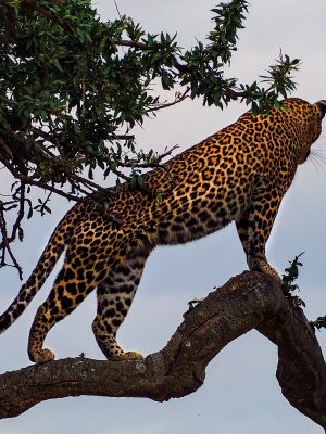 broderie diamant Un léopard sur une branche d'arbre