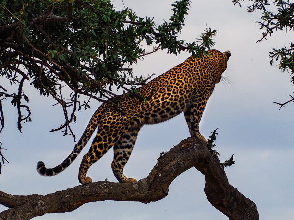 broderie diamant Un léopard sur une branche d'arbre