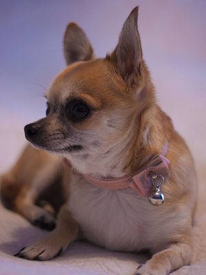 broderie diamant Un petit chien avec un collier rose
