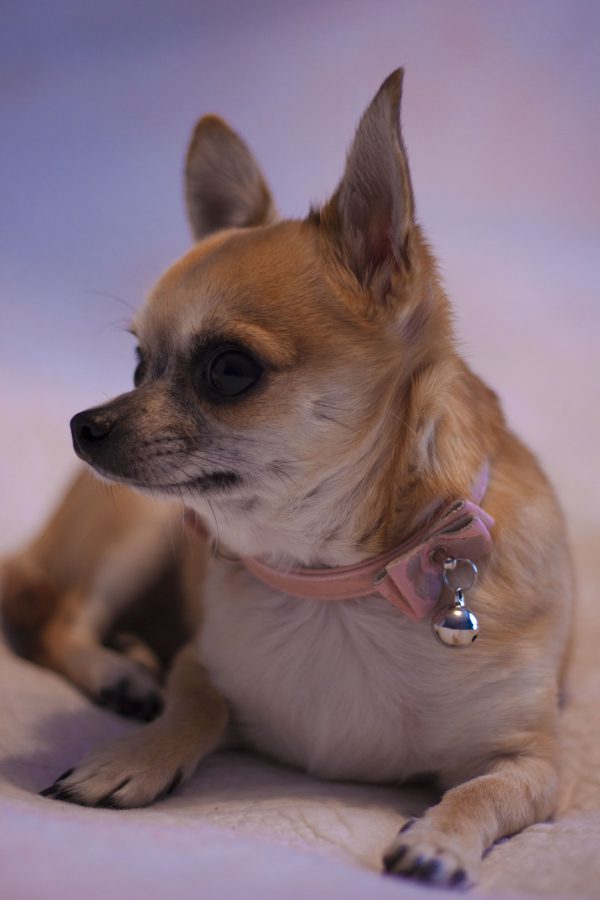 broderie diamant Un petit chien avec un collier rose