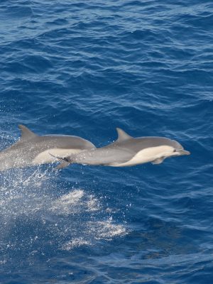 broderie diamant Deux dauphins sautant hors de l'eau