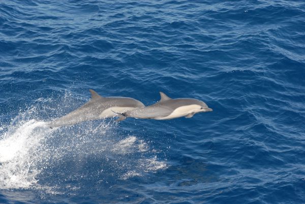broderie diamant Deux dauphins sautant hors de l'eau