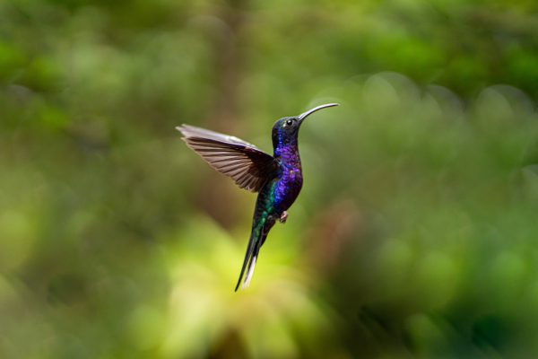 broderie diamant Un colibri volant dans les airs