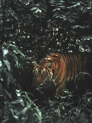 broderie diamant Un tigre dans les bois