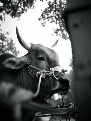 broderie diamant Une vache avec une corde autour du nez