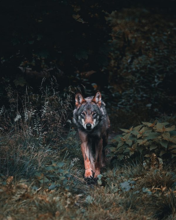 broderie diamant Un loup marchant dans les bois