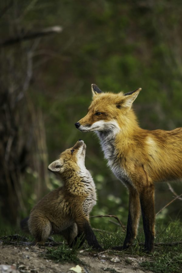 broderie diamant Un renard et un bébé renard se regardant l'un l'autre