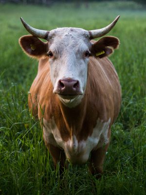broderie diamant Une vache dans un champ d'herbe