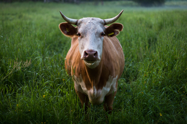 broderie diamant Une vache dans un champ d'herbe