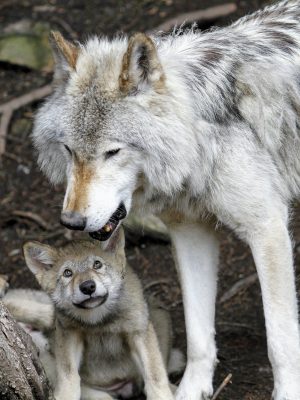 broderie diamant Un loup et un loup dans les bois