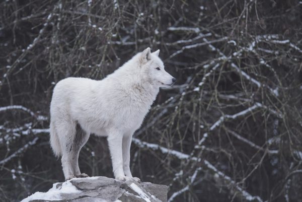 broderie diamant Un loup blanc debout sur un rocher