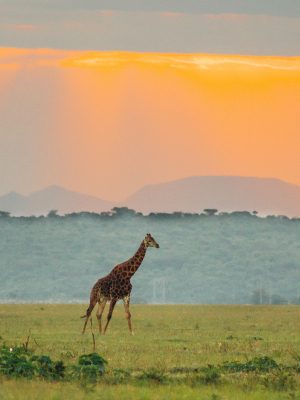 broderie diamant Une girafe marchant dans un champ