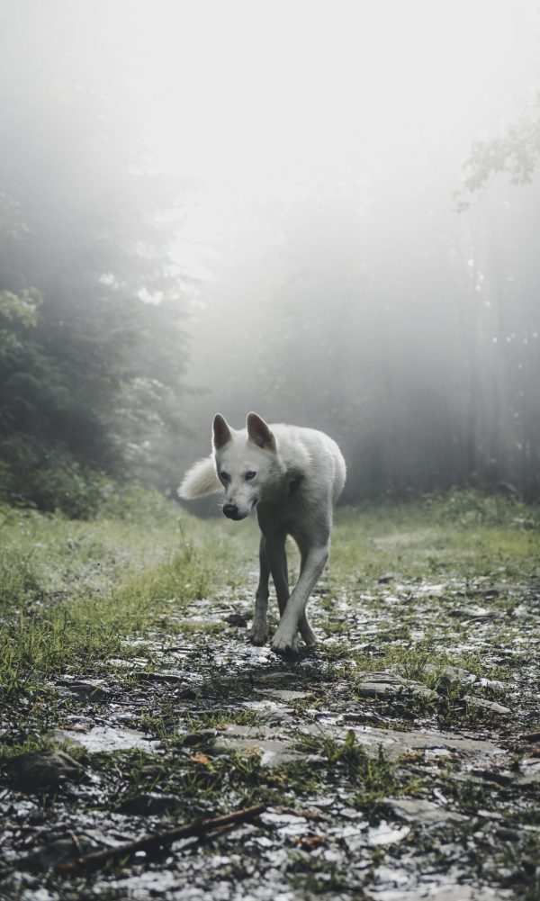 broderie diamant Un chien blanc marchant sur un sentier dans les bois