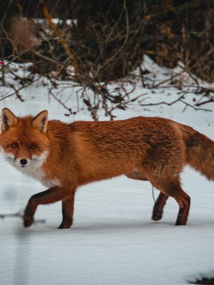 broderie diamant Un renard marchant dans la neige
