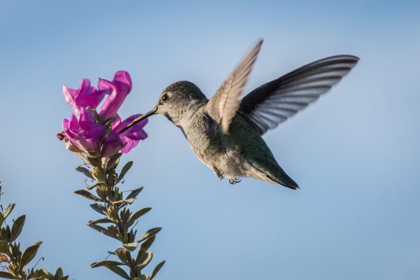 broderie diamant Un colibri volant à côté d'une fleur violette