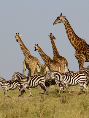 broderie diamant Un groupe de girafes et de zèbres dans un champ