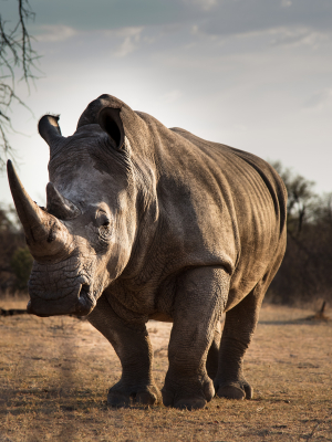 broderie diamant Un rhinocéros se promenant dans la nature