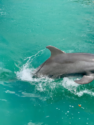 broderie diamant Un dauphin sautant hors de l'eau avec une balle violette