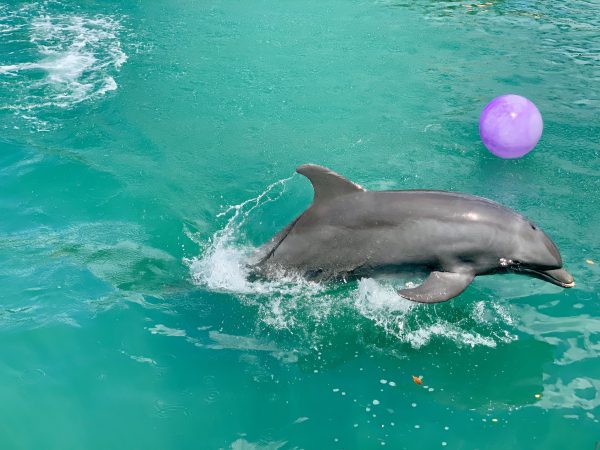 broderie diamant Un dauphin sautant hors de l'eau avec une balle violette