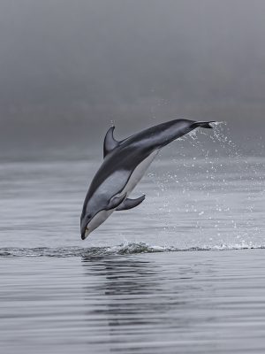 broderie diamant Un dauphin sautant hors de l'eau