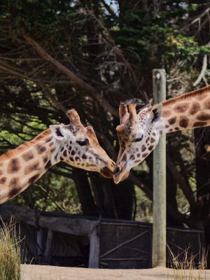 broderie diamant Deux girafes se touchant le nez
