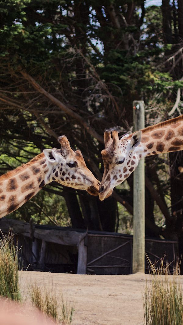 broderie diamant Deux girafes se touchant le nez