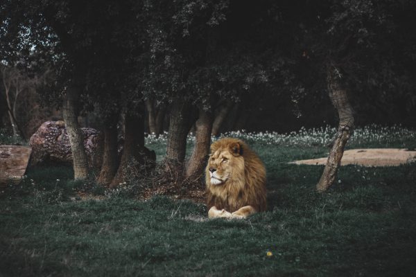 broderie diamant Un lion couché dans l'herbe