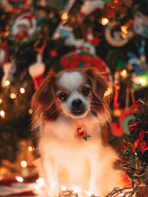 broderie diamant Un chien assis devant un arbre de Noël