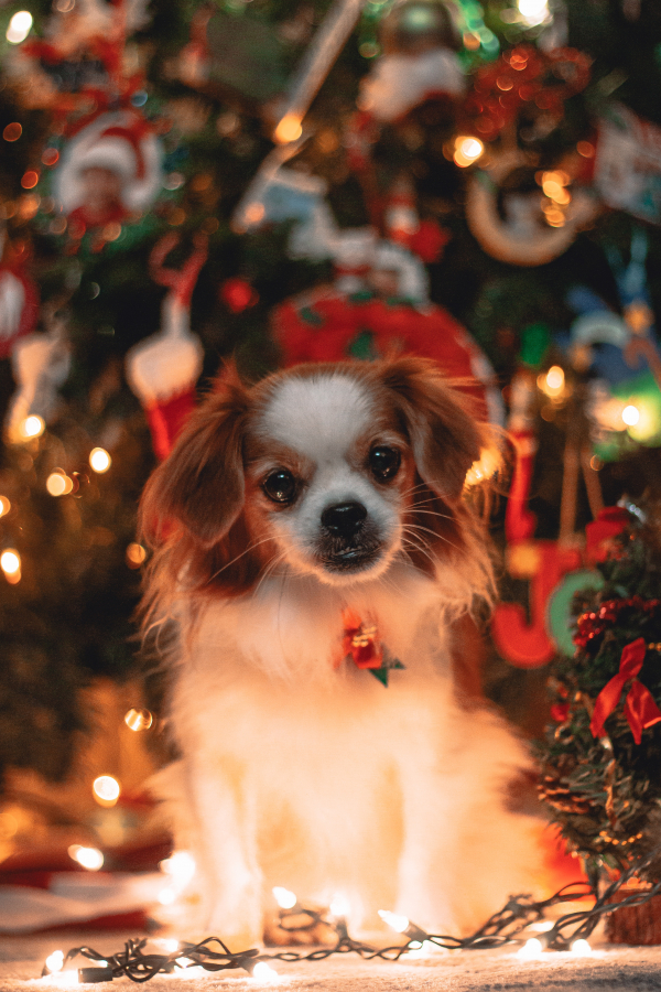 broderie diamant Un chien assis devant un arbre de Noël