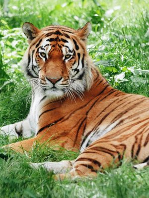 broderie diamant Un tigre couché dans l'herbe
