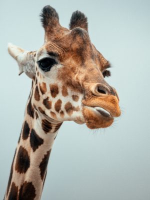 broderie diamant Une girafe avec la bouche ouverte