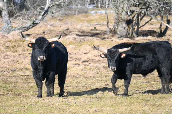 broderie diamant Un groupe de vaches noires avec des cornes dans un champ