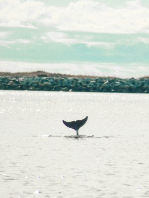 broderie diamant Une queue de baleine dans l'eau