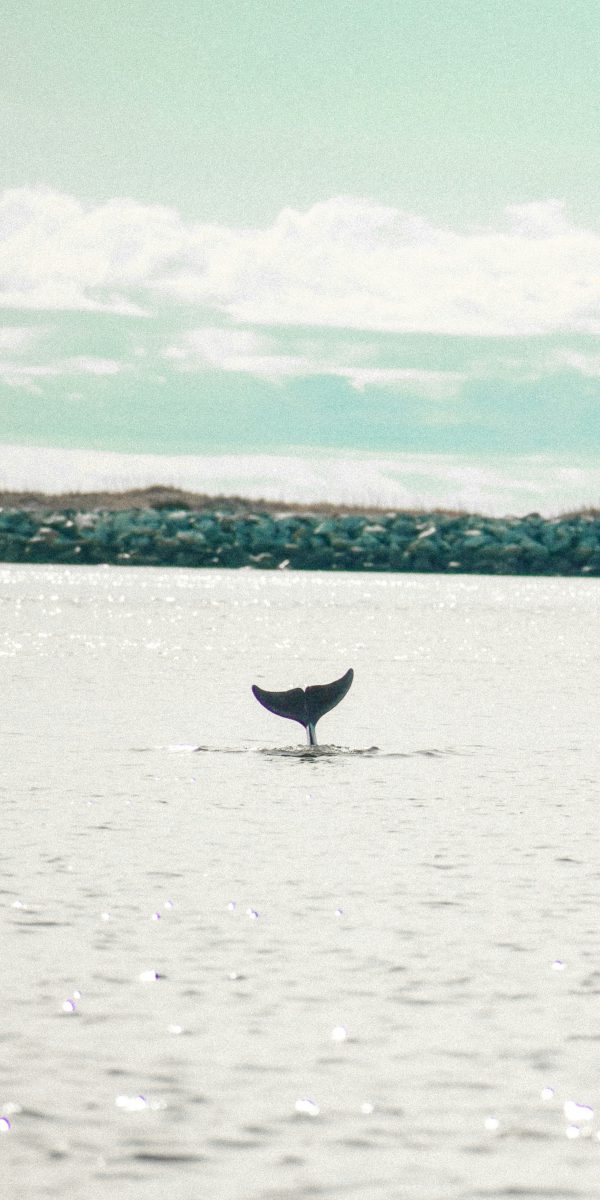 broderie diamant Une queue de baleine dans l'eau