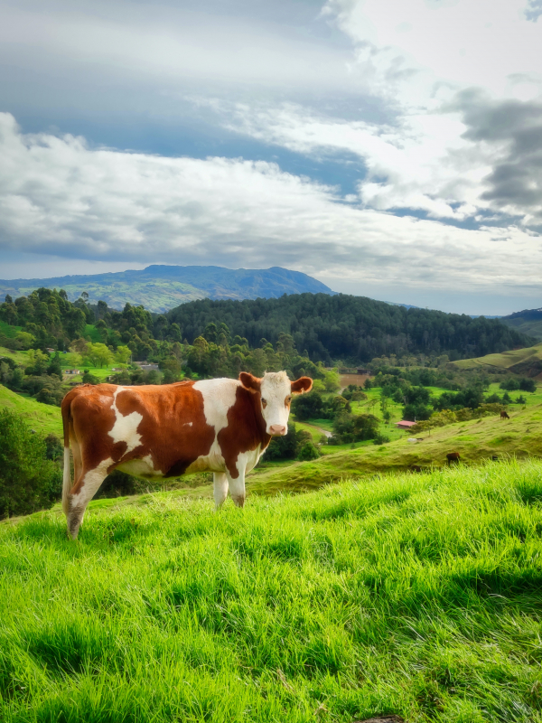 broderie diamant Une vache sur une colline herbeuse