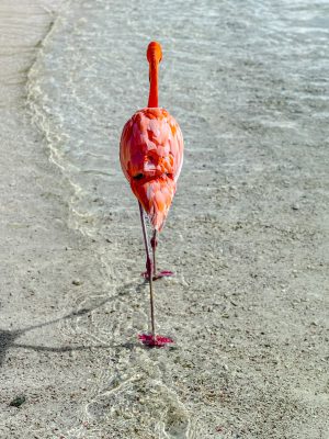 broderie diamant Un flamant rose marchant sur la plage