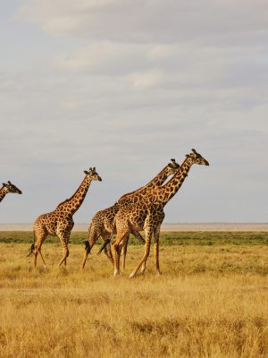 broderie diamant Un groupe de girafes marchant dans un champ