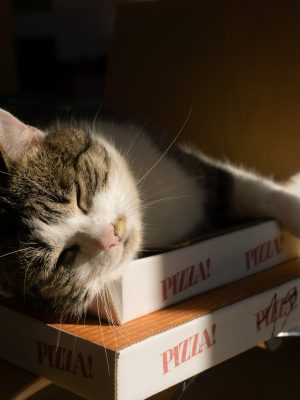 broderie diamant Un chat dormant sur une boîte à pizza