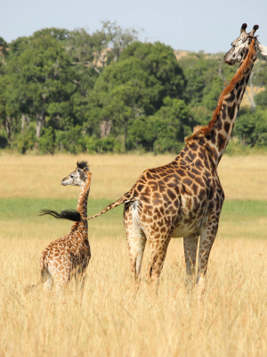 broderie diamant Une girafe et un bébé girafe dans un champ