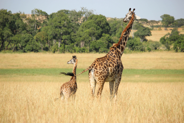 broderie diamant Une girafe et un bébé girafe dans un champ