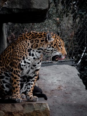 broderie diamant Un léopard assis sur un rocher