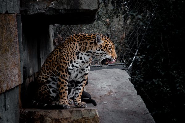 broderie diamant Un léopard assis sur un rocher