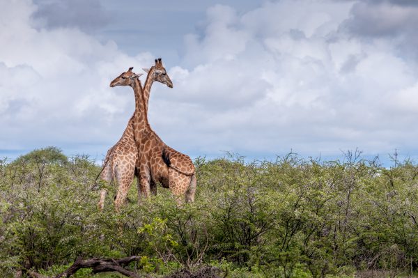 broderie diamant Deux girafes debout dans une zone herbeuse
