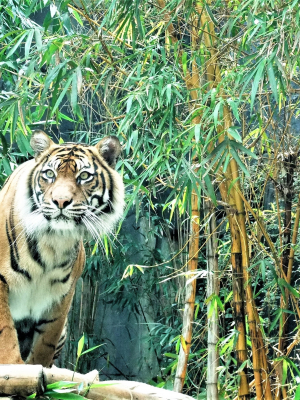 broderie diamant Un tigre debout sur un tronc d'arbre devant un bambou