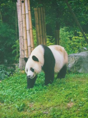 broderie diamant Un panda mangeant de l'herbe