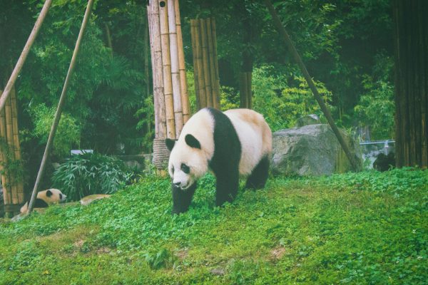 broderie diamant Un panda mangeant de l'herbe